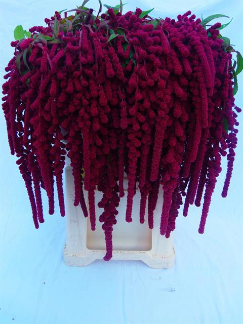 10x Amaran.hang red cord 70cm