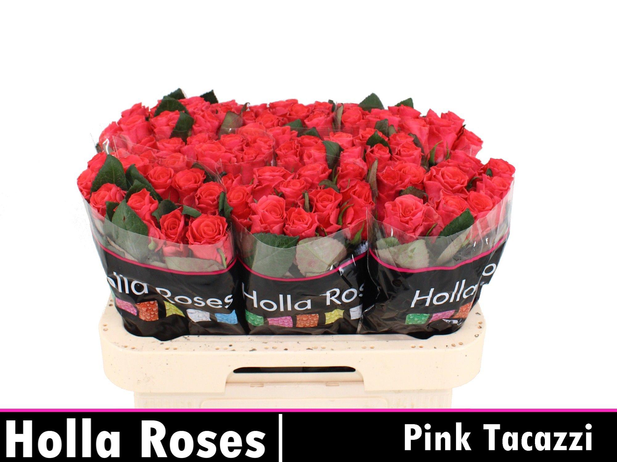 20x Rosa pink tacazzi+ 60cm