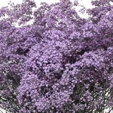 25x Gipskruid m.stars milka 80cm