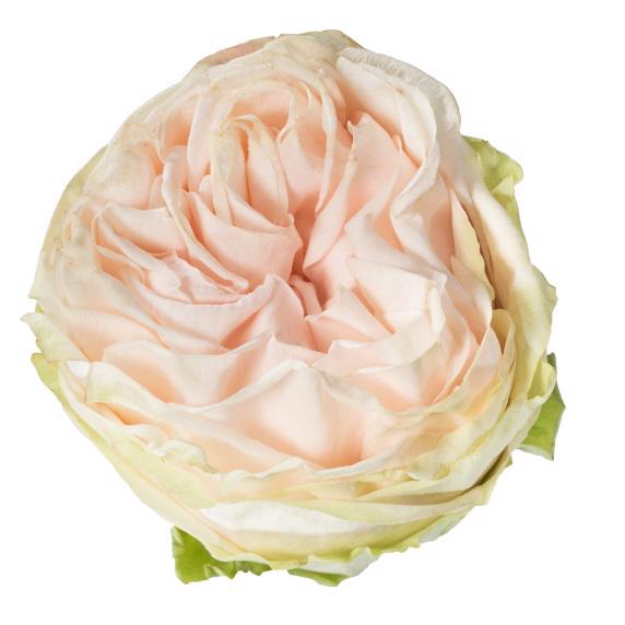 25x Rosa gard.spirit 50cm