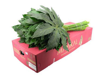 5x Sg aralia super xl 80cm