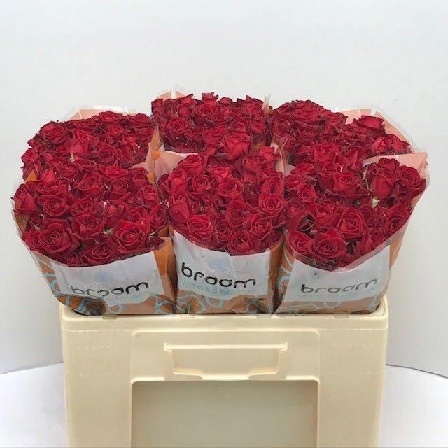 10x Rosa tr. dominica 50cm