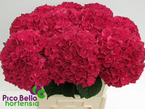 10x Hydr.mag.rubyred 80cm
