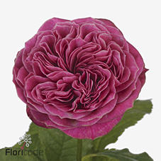 10x Rosa pink 'n pretty 50cm