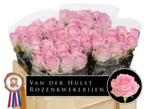 10x Rosa zaina! 50cm