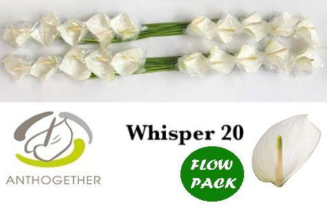 20x Anth.whisper