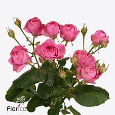 10x Rosa giselle! 70cm