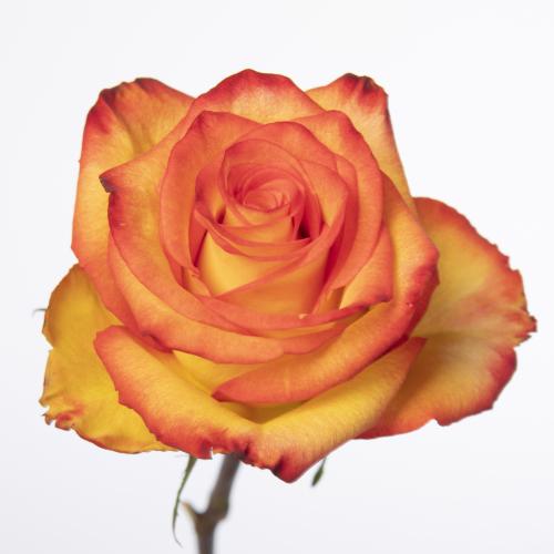 20x Rosa high & magic 40cm