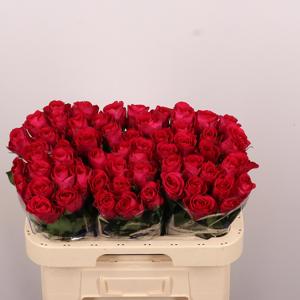 20x Rosa madam cerise 60cm