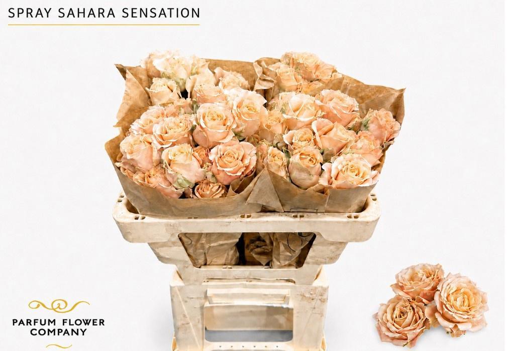 12x Rosa sahara sensation 50cm