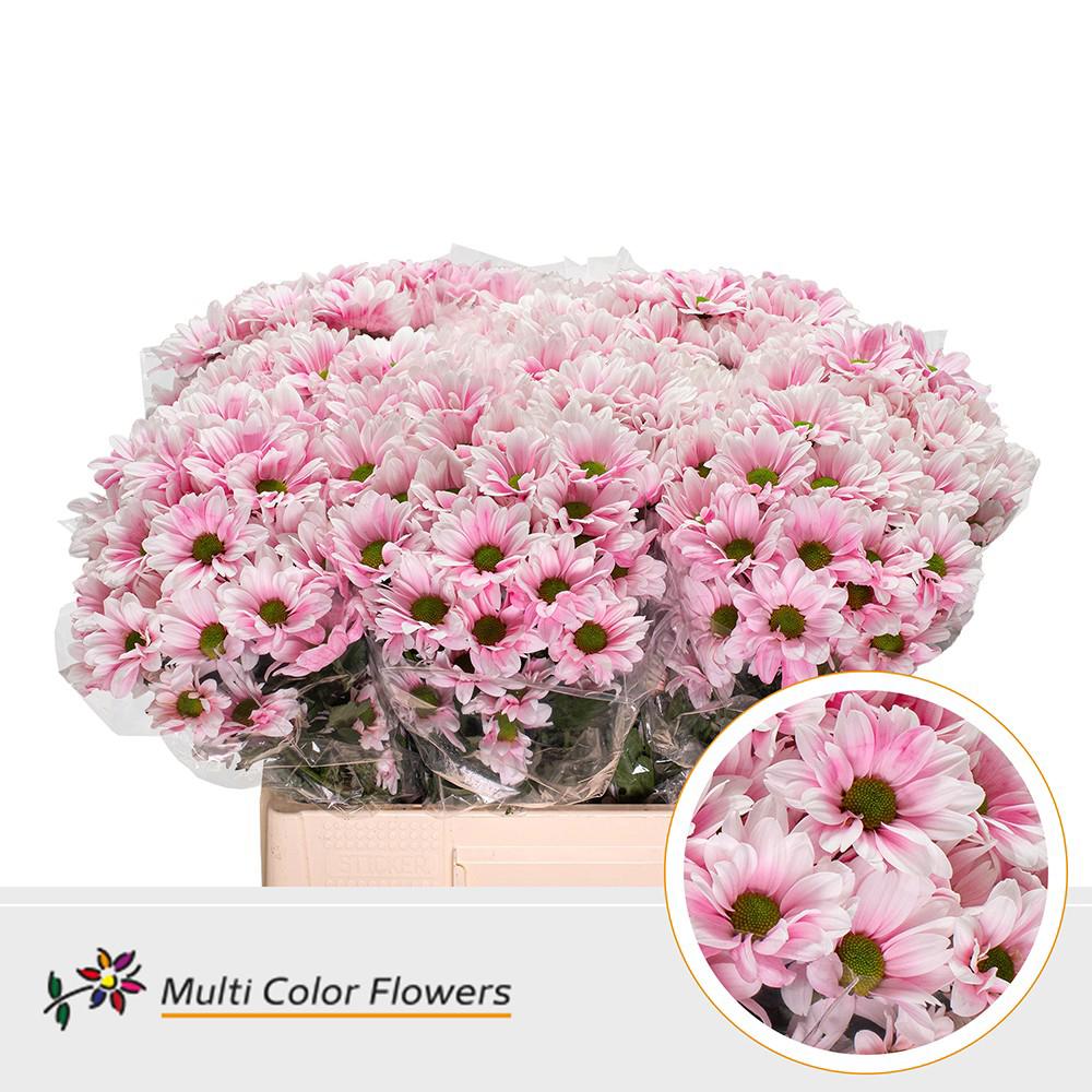 10x Chrysant overig 60cm