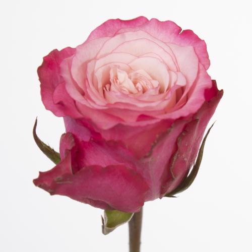 10x Rosa ramonda 40cm