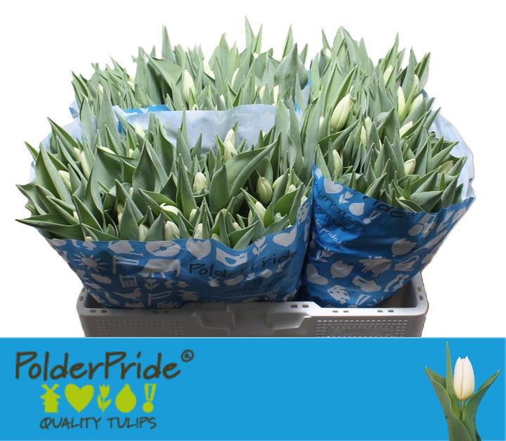 50x Tulipa lanka en 40cm