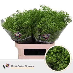 25x Gipskruid xlence green apple 80cm