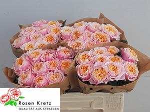 10x Rosa notting hill 50cm