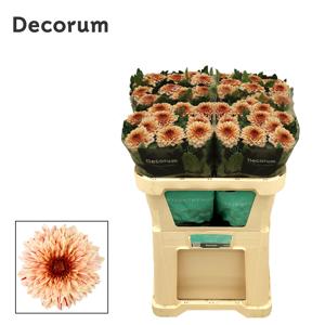 10x Chrysant pip salmon 70cm