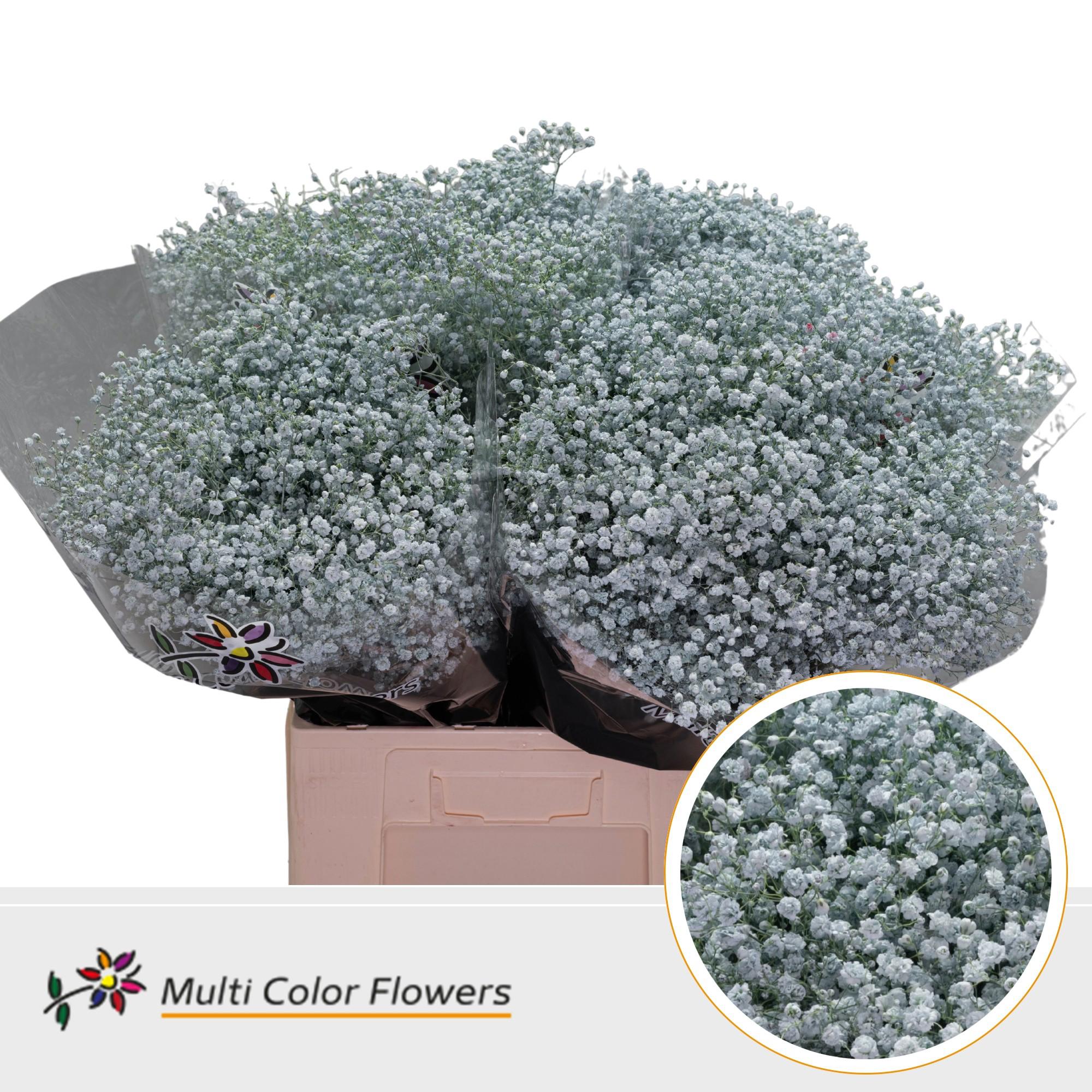 25x Gipskruid xlence blauw 70cm