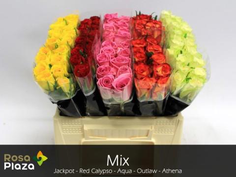 100x Rosa mix vast ammerlaan 30cm