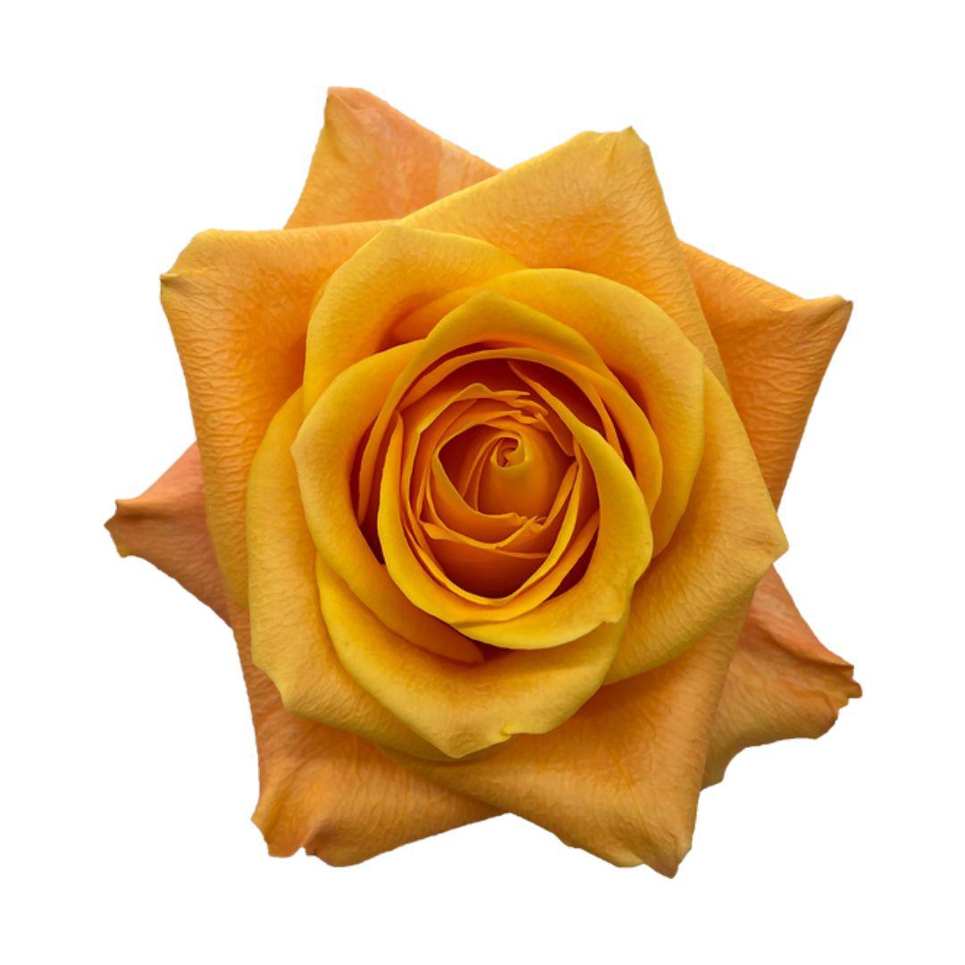 25x Rosa aloha 50cm