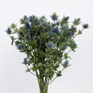 10x Eryngium supernova questar 80cm