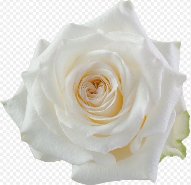 25x Rosa candlelight 50cm