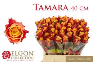 20x Rosa tamara 40cm