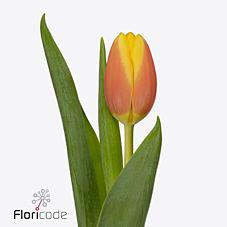 50x Tulipa ms li en 40cm