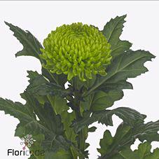 10x Chrysant alemani 70cm