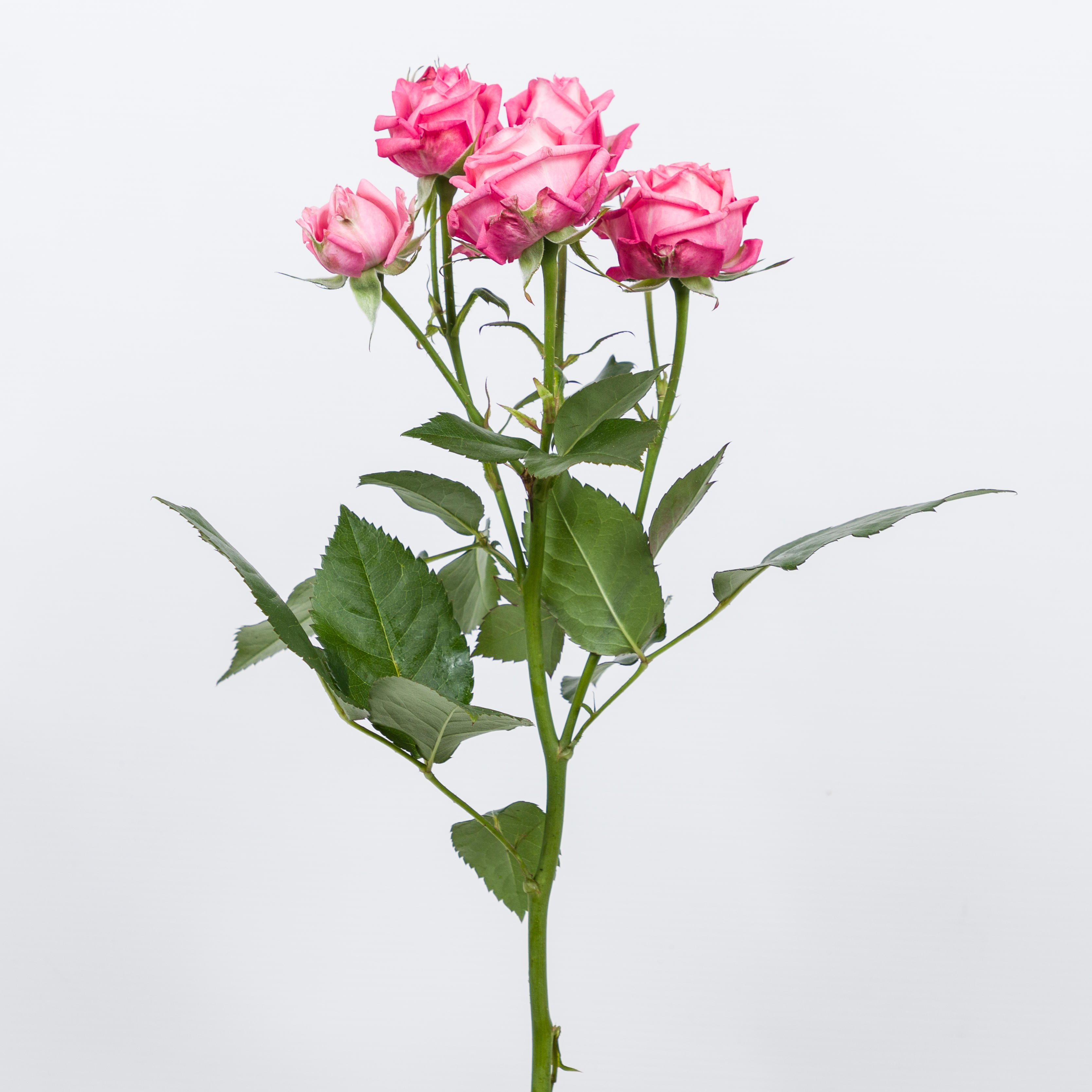 10x Rosa sweet bubbles + 50cm