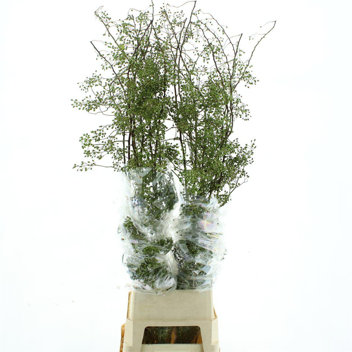 30x Rosa corallo 80cm