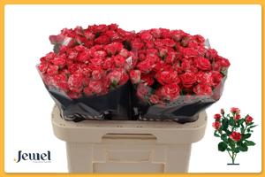 10x Rosa fireworks 60cm