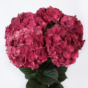 10x Hydr.mag.dark ruby 60cm