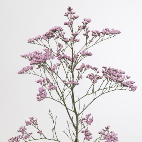 25x Lim.safora oshi pink 70cm
