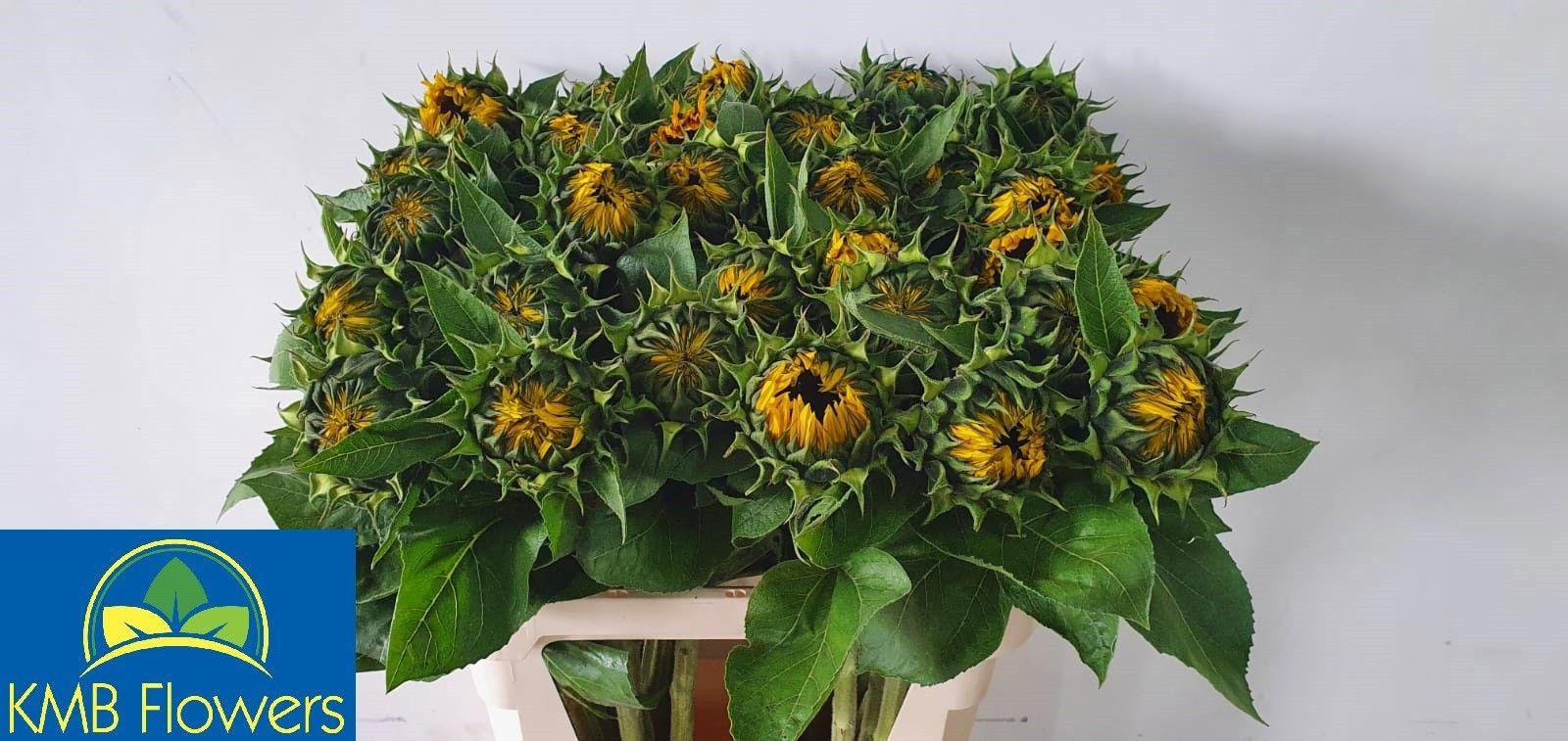 10x Helianth.sunr.orange 80cm