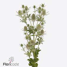 10x Eryngium mag.white lagoon 70cm