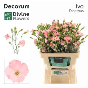 20x Dian.tr.solomio ivo 60cm