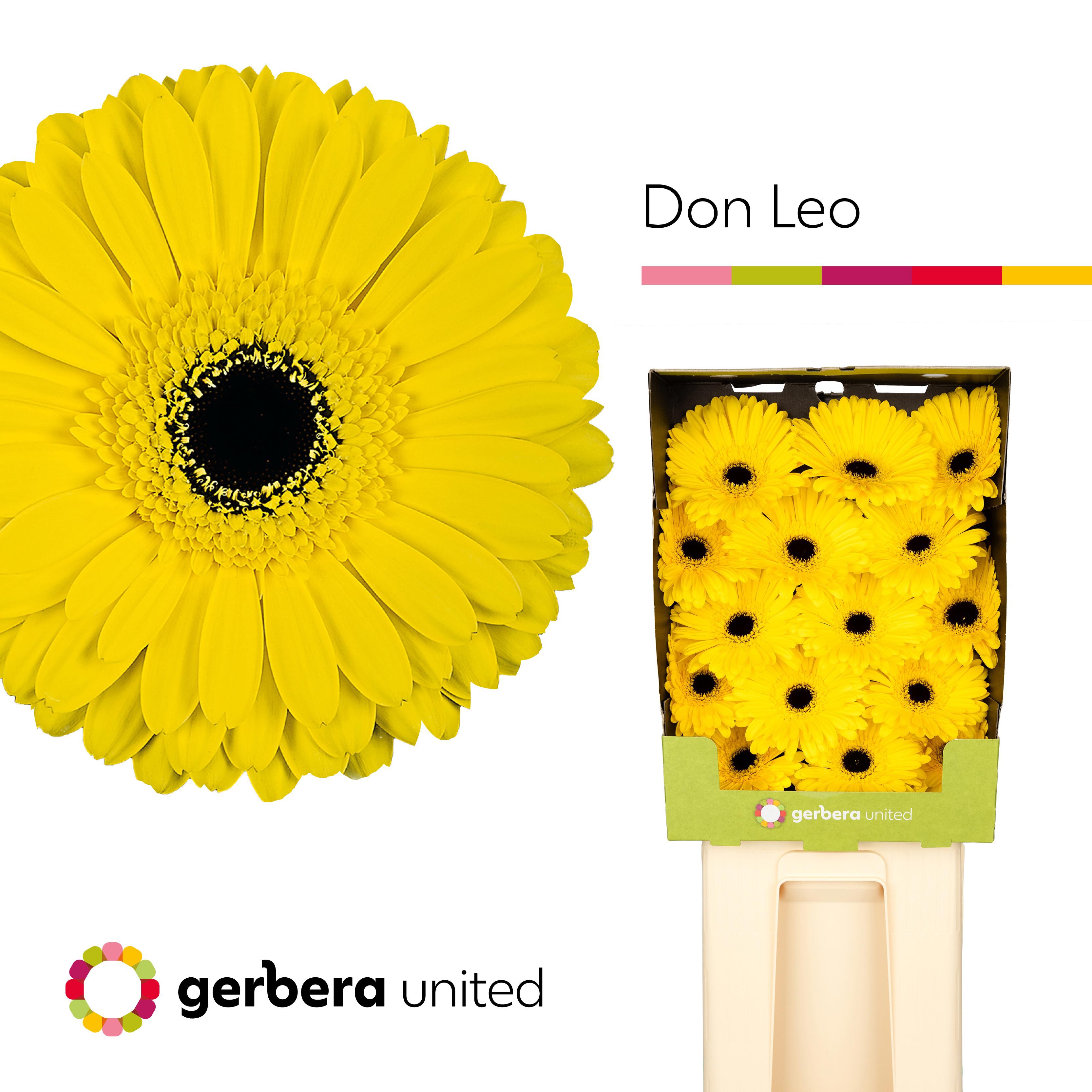 15x Gerb.don leo zh 70cm