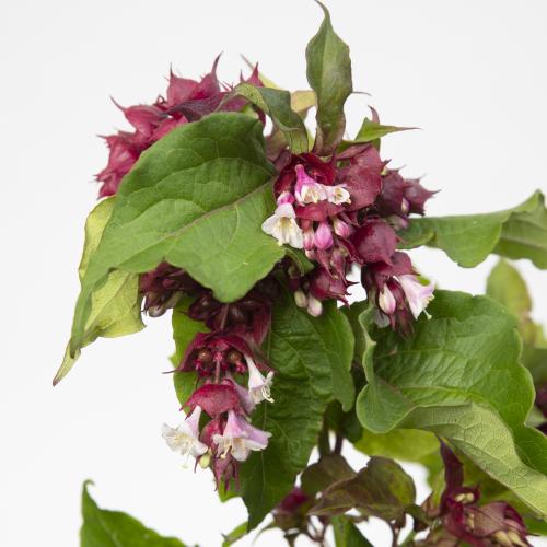 10x Leycesteria purple rain 80cm