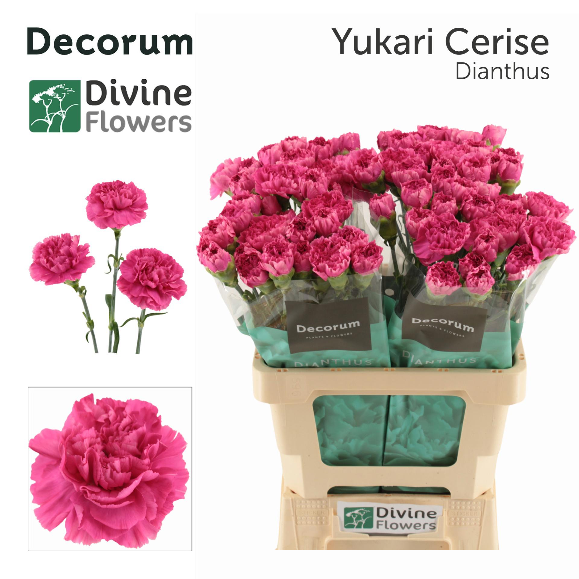 20x Dian.st.yukari cerise 60cm
