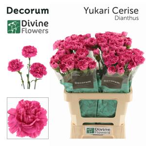 20x Dian.st.yukari cerise 60cm