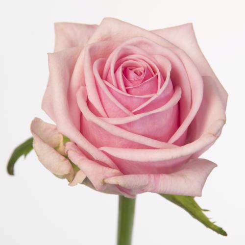 10x Rosa heaven! 60cm