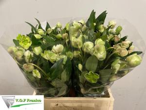 10x Helleborus magnificent bells 40cm