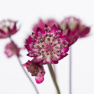 25x Astrantia star of love 60cm