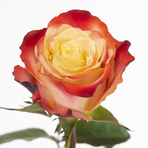 20x Rosa eagle eye 60cm