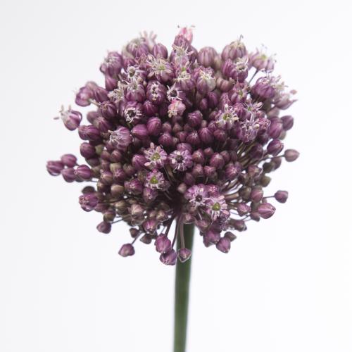 10x Allium purple mystery 80cm