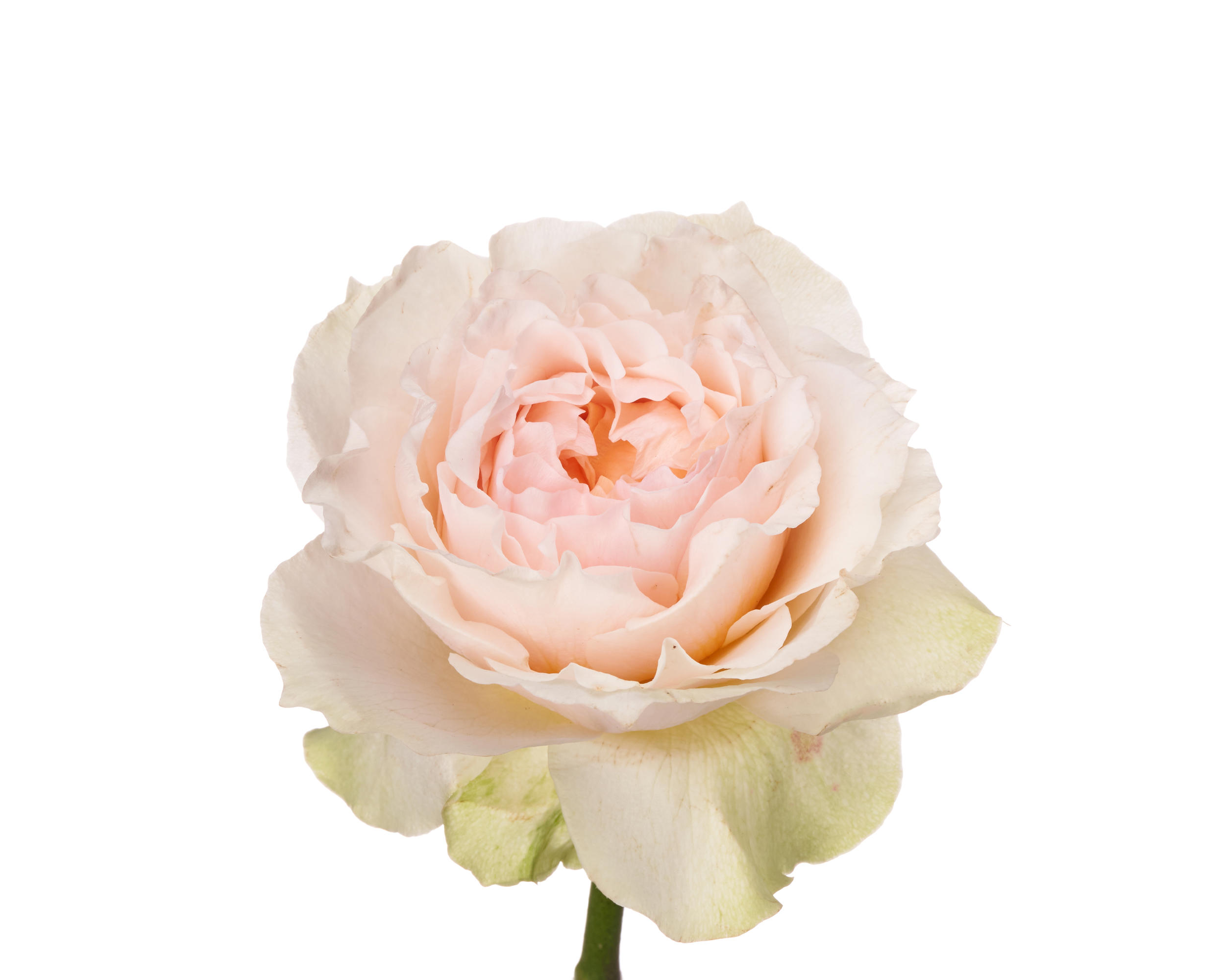 10x Rosa victorian bride+ 50cm