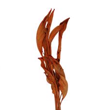20x Dc strel.blad oranje 80cm