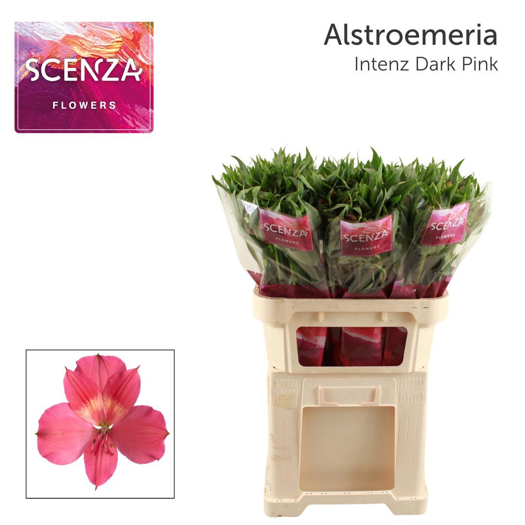 10x Alstroemeria intenz dark pink 70cm