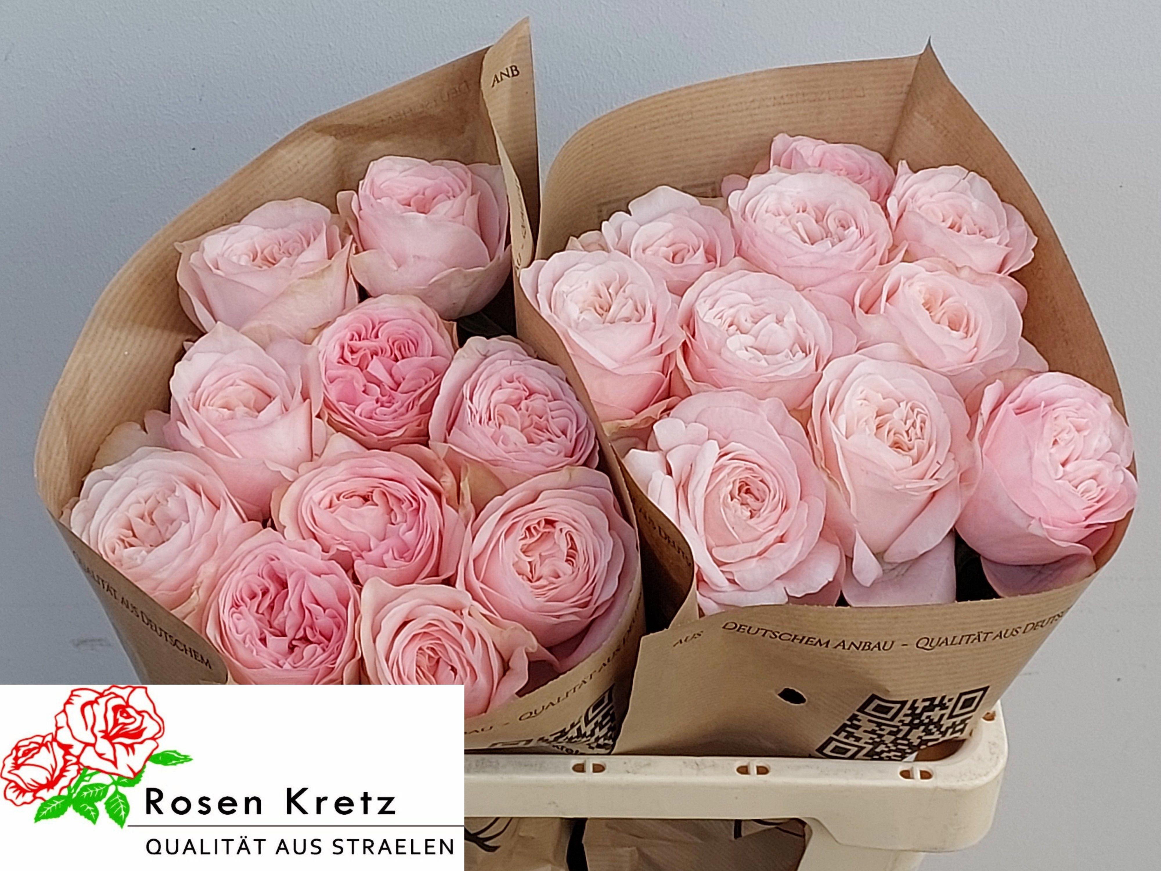 10x Rosa lincoln park! 50cm
