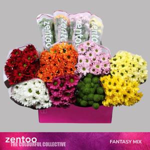 80x Chrysant 8 soorten mix 70cm